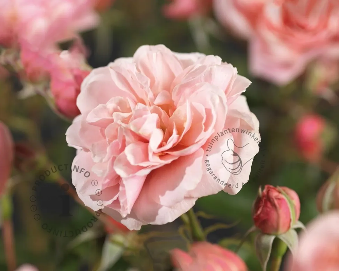 Rosa 'Aladdin Palace'