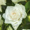 Rosa 'Annapurna'