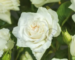 Rosa 'Annapurna'