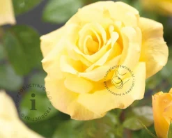Rosa 'Arthur Bell'