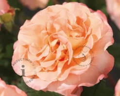 Rosa 'Augusta Luise'