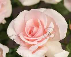 Rosa 'A Whiter Shade of Pale'