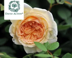 Rosa 'Bathsheba'