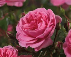 Rosa 'Berleburg'