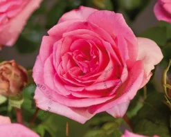 Rosa 'Beverly'