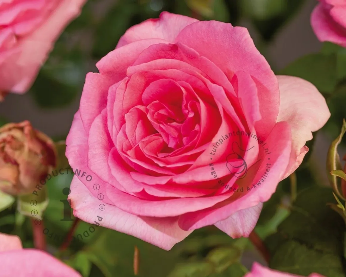 Rosa 'Beverly'