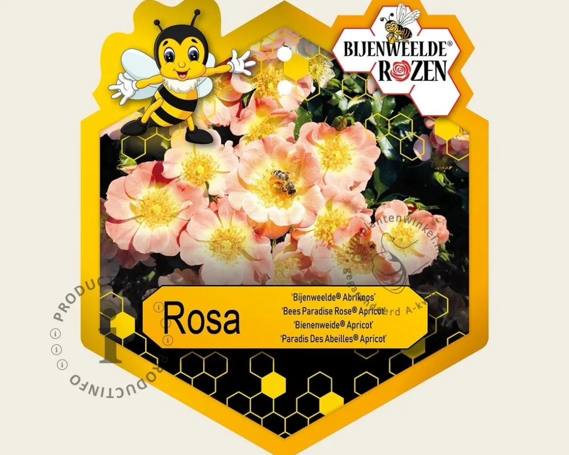 Rosa 'Bijenweelde Abrikoos'