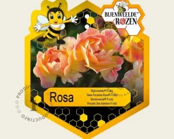 Rosa 'Bijenweelde Fruity'