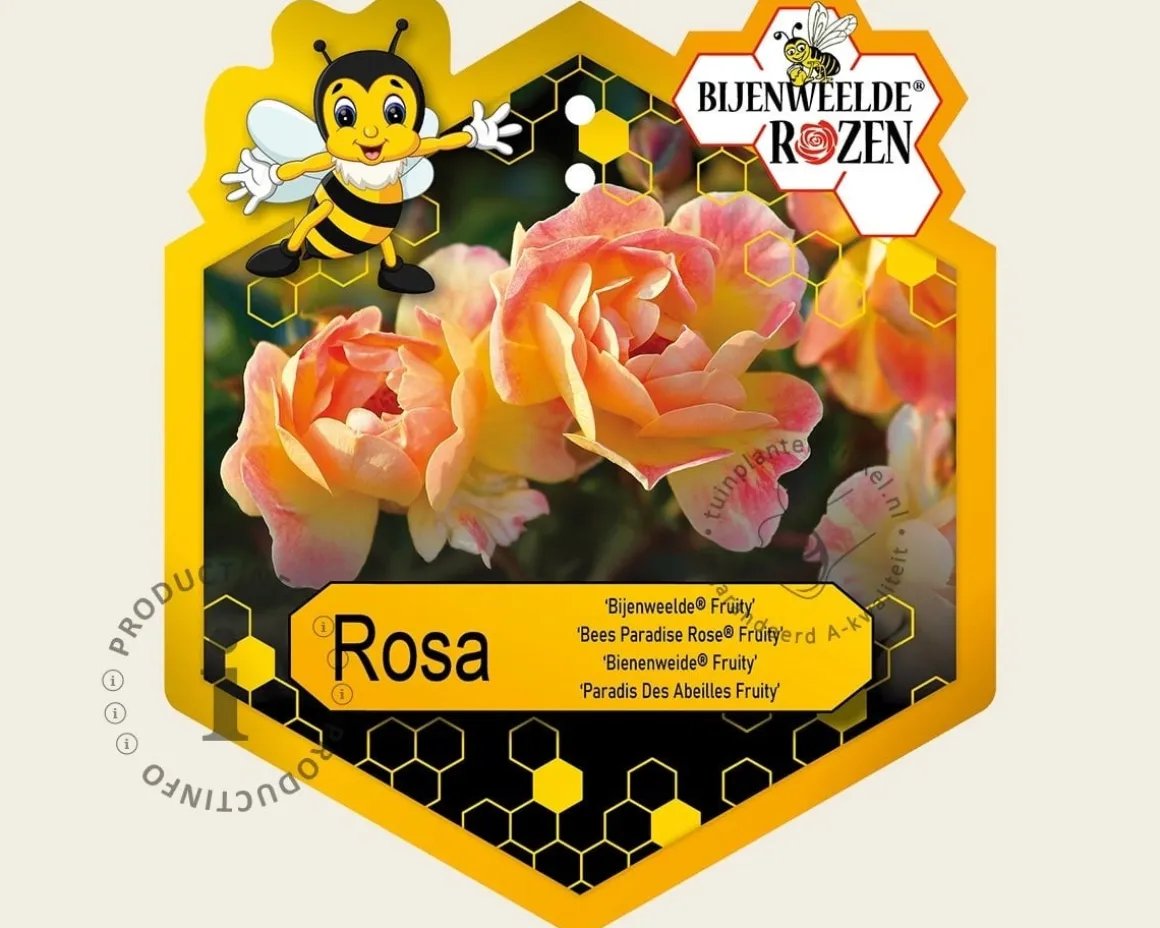 Rosa 'Bijenweelde Fruity'