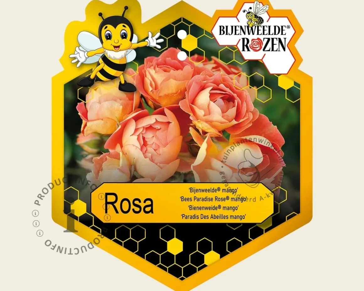 Rosa 'Bijenweelde Mango'