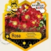 Rosa 'Bijenweelde Rood'