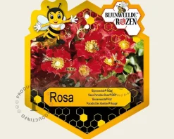 Rosa 'Bijenweelde Rood'