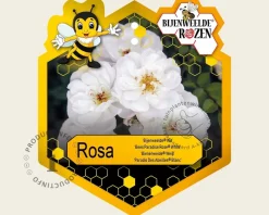 Rosa 'Bijenweelde Wit'