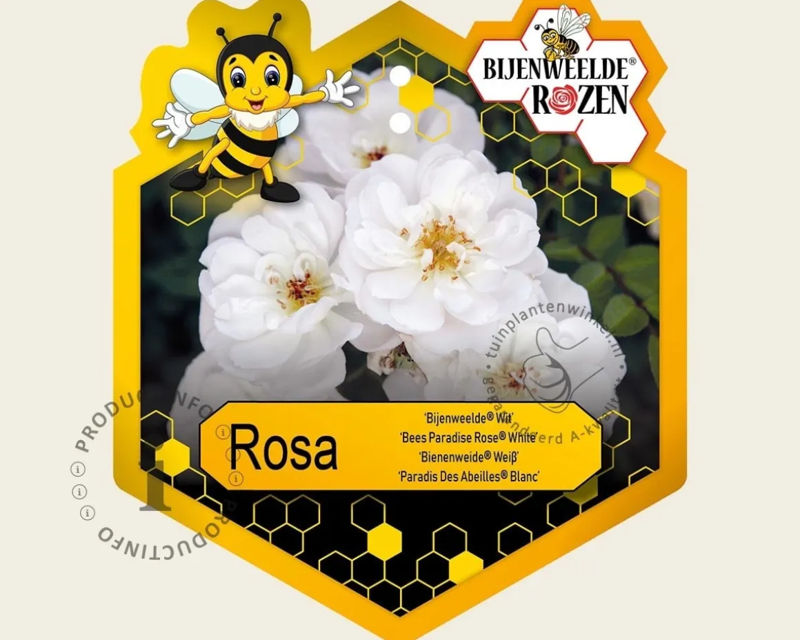 Rosa 'Bijenweelde Wit'