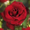Rosa 'Black Magic'