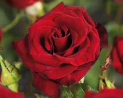 Rosa 'Black Magic'
