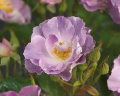Rosa 'Blue for You'