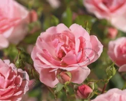 Rosa 'Bonica 82'