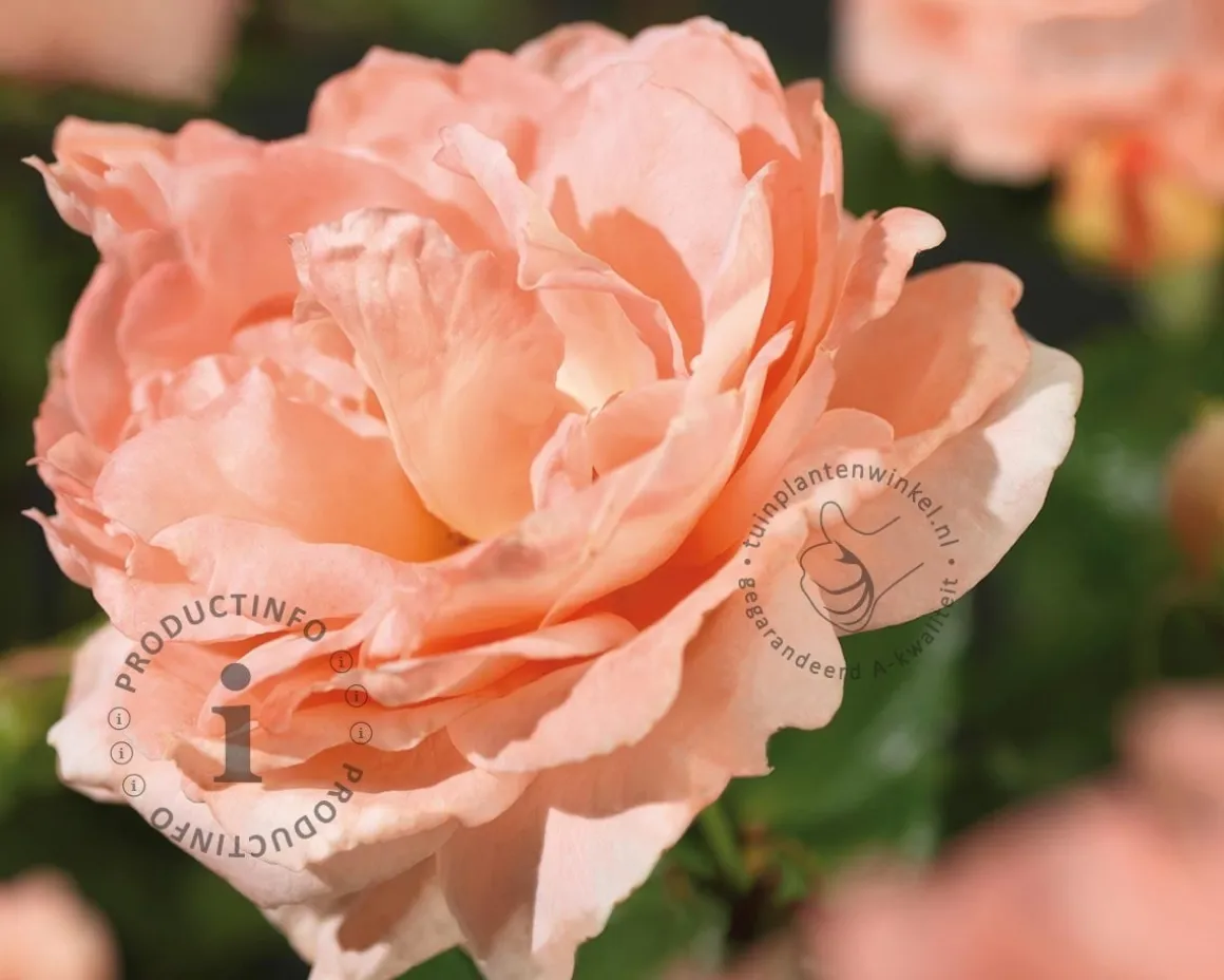Rosa 'Bonita' (Renaissance)