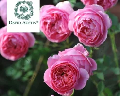 Rosa 'Boscobel'