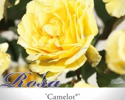 Rosa 'Camelot'