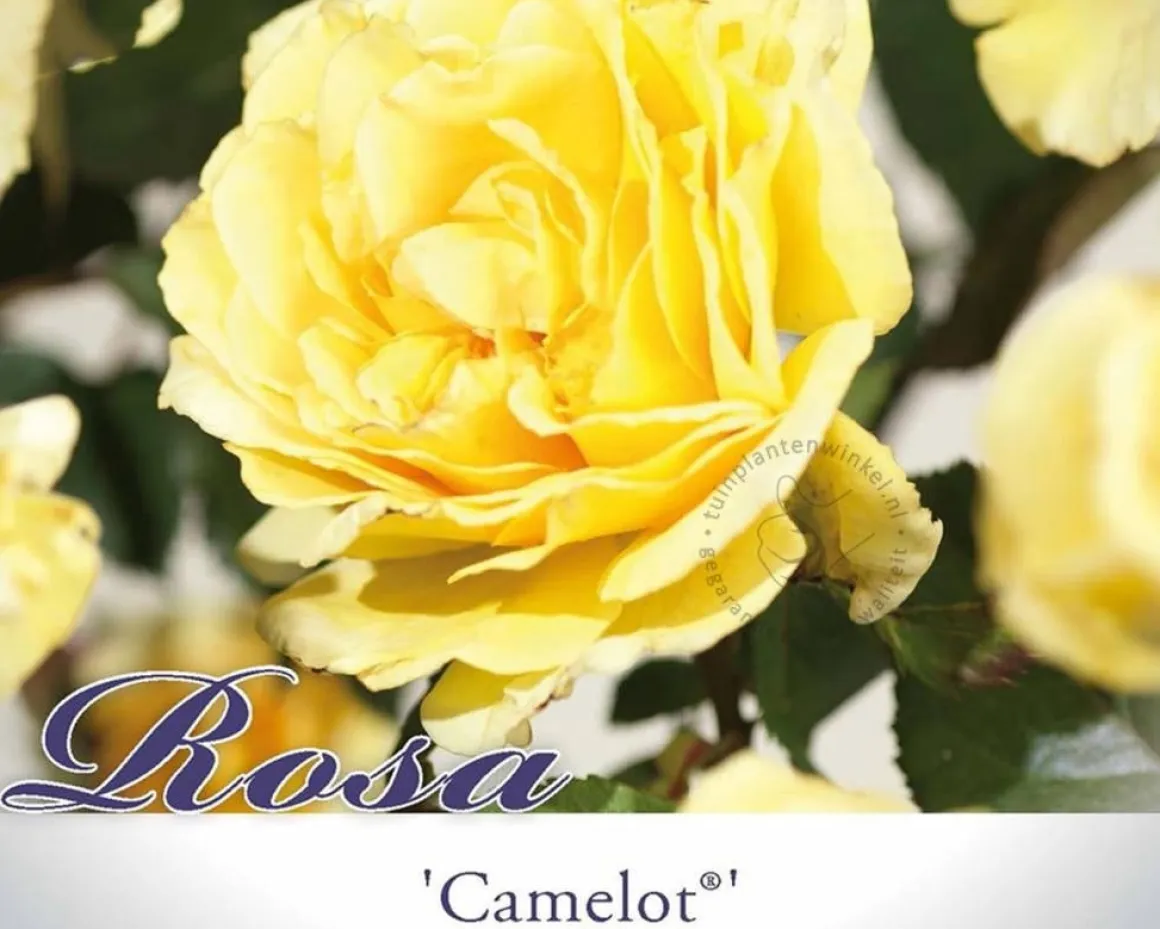 Rosa 'Camelot'