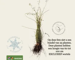 Rosa canina - blote wortel