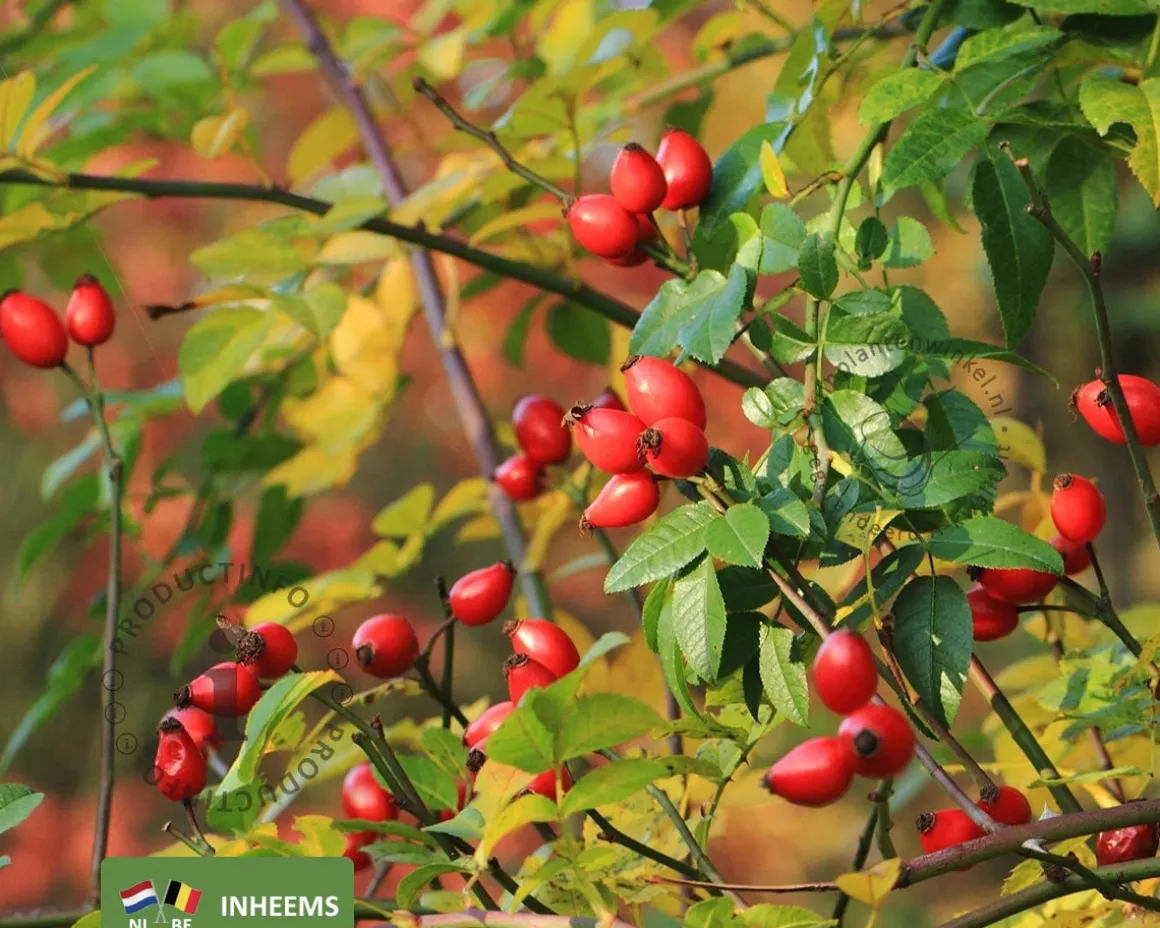 Rosa canina - blote wortel