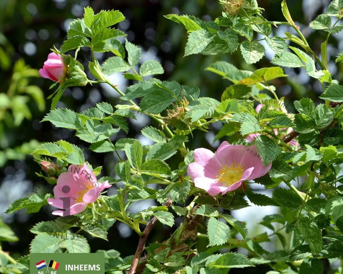 Rosa canina - blote wortel