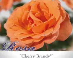 Rosa 'Cherry Brandy'