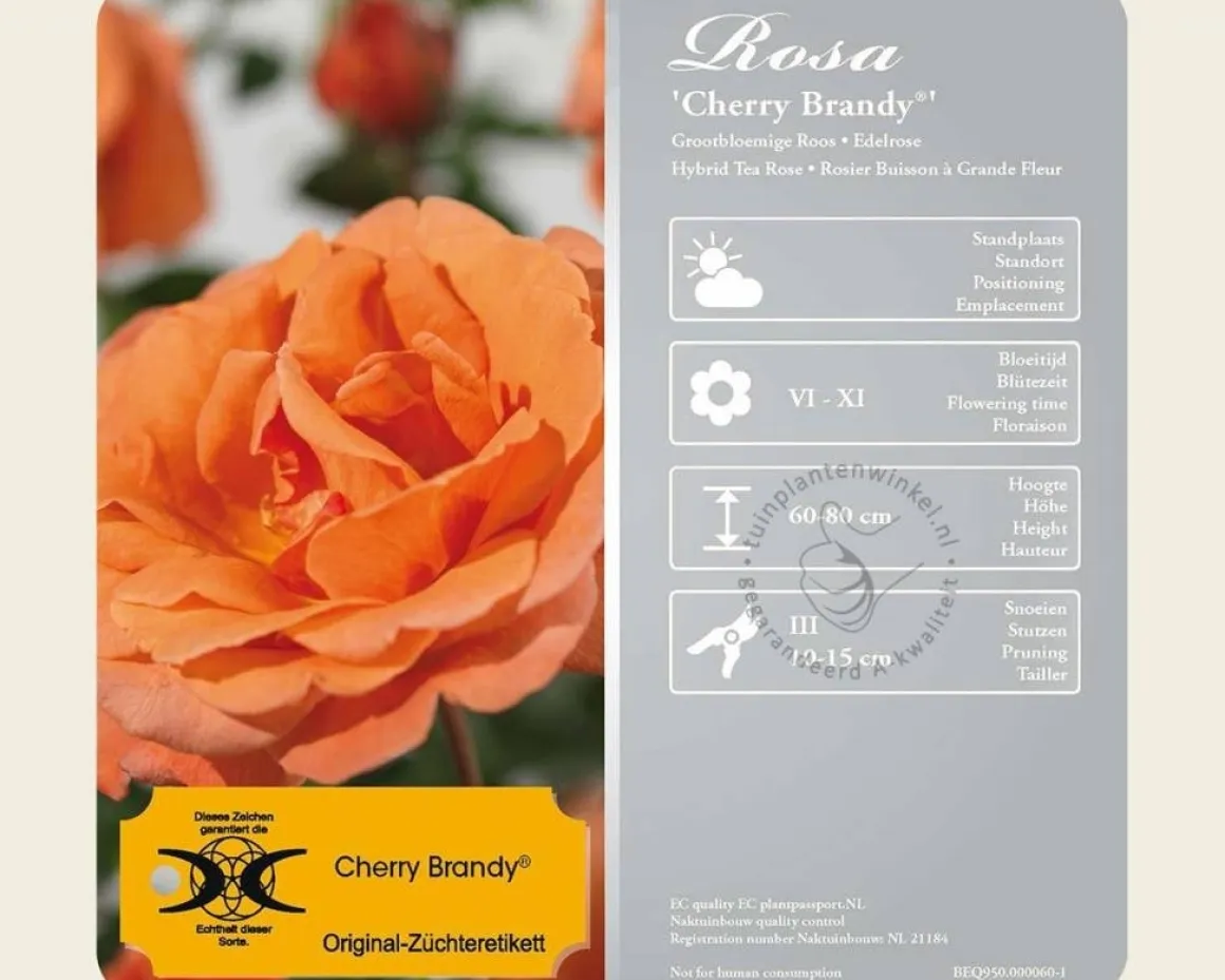 Rosa 'Cherry Brandy'