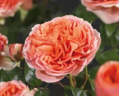 Rosa 'Chippendale' - op stam