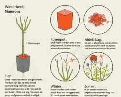 Rosa 'Chippendale' - op stam