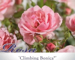 Rosa 'Climbing Bonica'