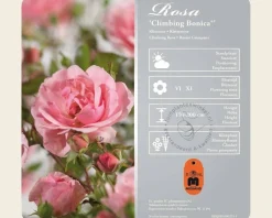 Rosa 'Climbing Bonica'