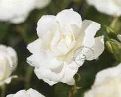 Rosa 'Climbing Iceberg'