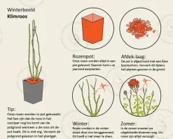 Rosa 'Coral Dawn'