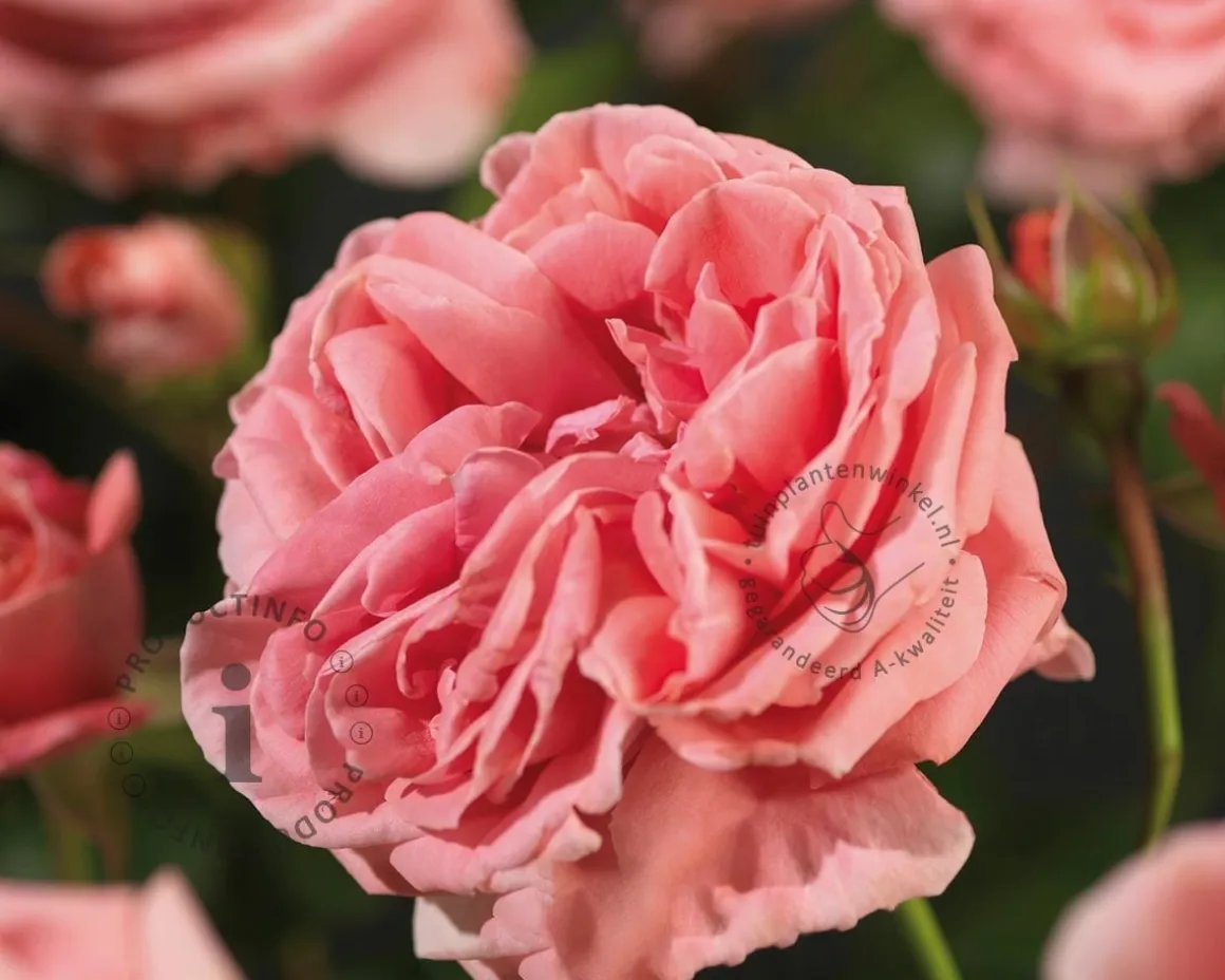 Rosa 'Coral Dawn'
