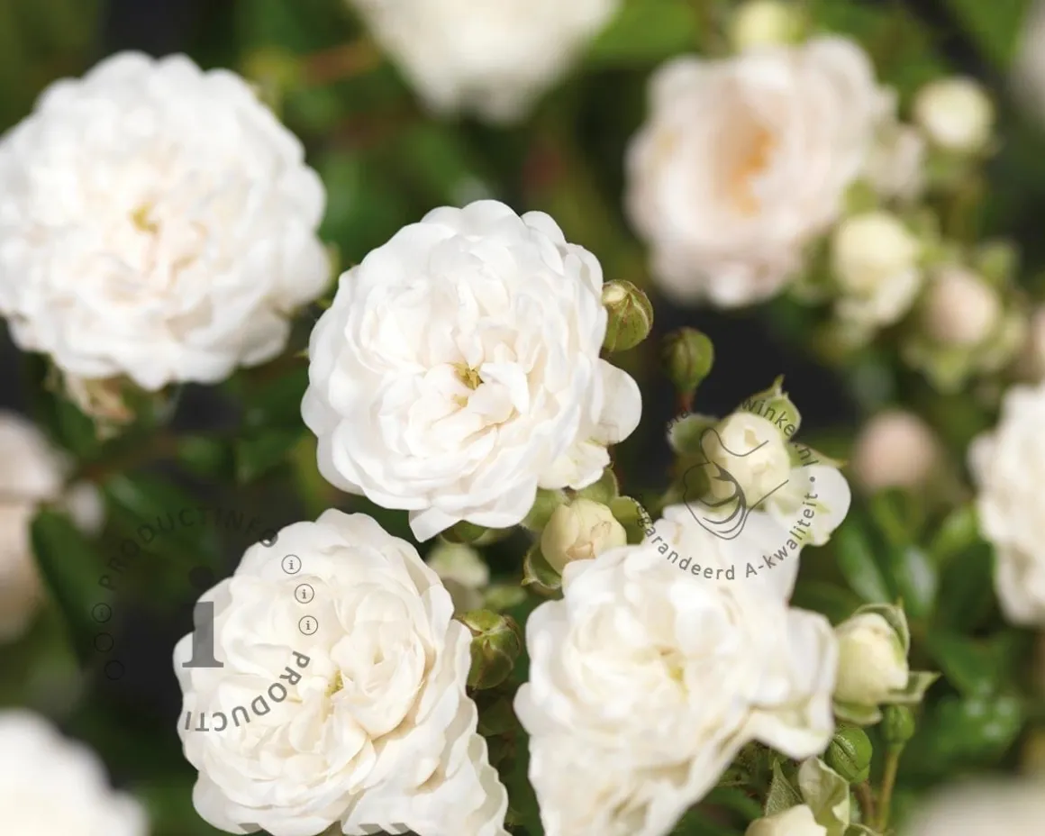 Rosa 'Crystal Fairy' - op stam