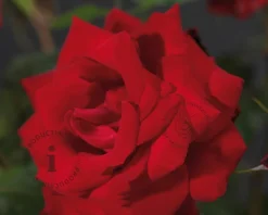 Rosa 'Dame de Coeur'