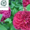 Rosa 'Darcey Bussel'