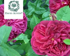 Rosa 'Darcey Bussel'