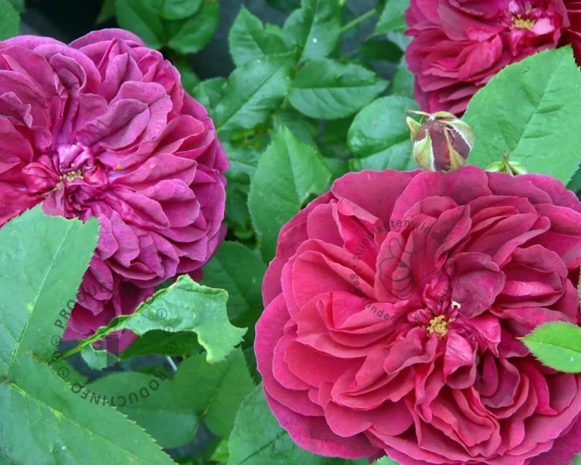 Rosa 'Darcey Bussel' - op stam