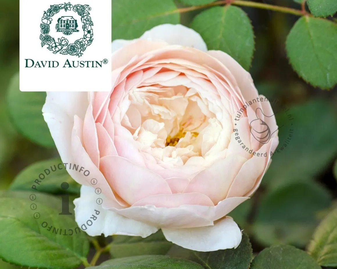 Rosa 'Desdemona'