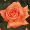 Rosa 'Doris Tijsterman'