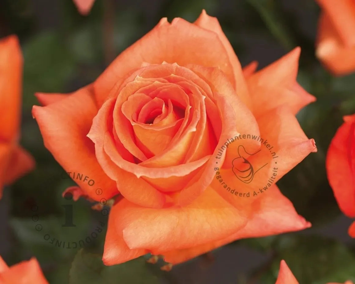 Rosa 'Doris Tijsterman'