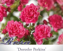 Rosa 'Dorothy Perkins' - op stam