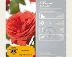 Rosa 'Duftwolke'