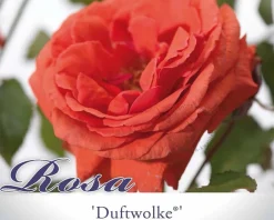 Rosa 'Duftwolke'