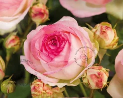Rosa 'Eden Rose'